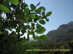 Image of Laureliopsis philippiana (Tepa/Laurela)